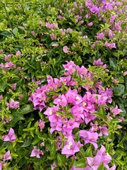Bougainvillea