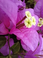 Bougainvillea