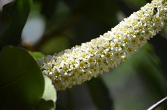 Escallonia pulverulenta