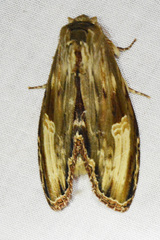 Truncaptera meridionalis