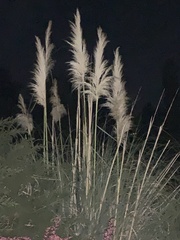 Cortaderia jubata