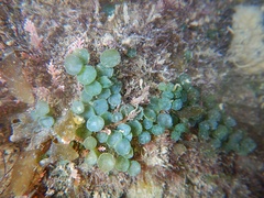 Caulerpa chemnitzia