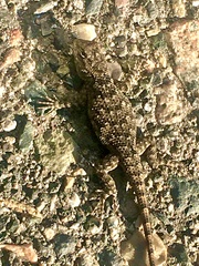 Sceloporus clarkii