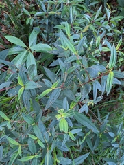 Melastoma malabathricum