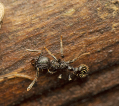 Tetramorium pacificum