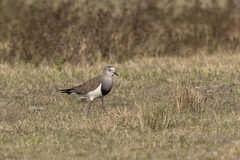 Vanellus melanopterus minor