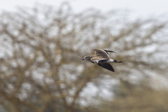 Vanellus melanopterus minor