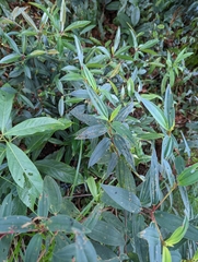 Melastoma malabathricum
