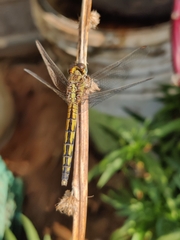 Indothemis carnatica