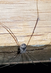 Leiobunum blackwalli