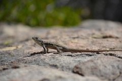 Liolaemus monticola