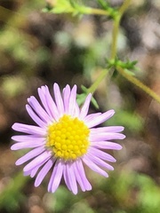 Brachyscome ciliaris