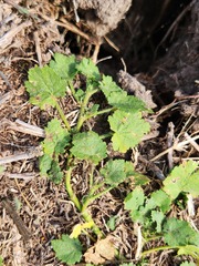 Modiola caroliniana