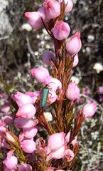 Erica holosericea