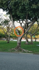 Callosciurus finlaysonii