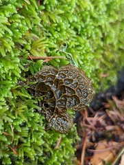 Lobariaceae