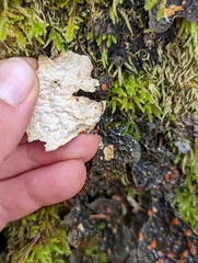 Lobariaceae