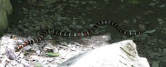 Lampropeltis zonata