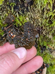 Lobariaceae