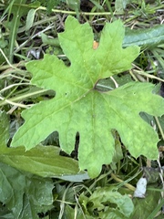 Petasites frigidus