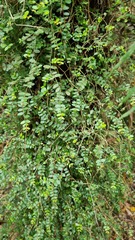 Metrosideros diffusa