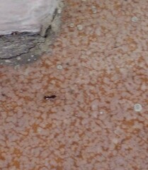 Camponotus macilentus