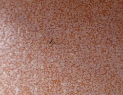 Camponotus macilentus