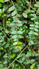 Metrosideros diffusa