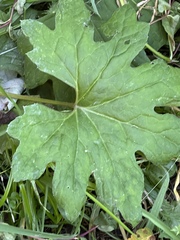 Petasites frigidus