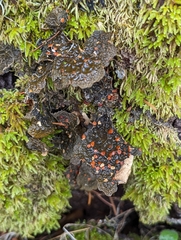 Lobariaceae