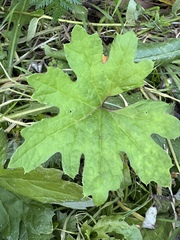 Petasites frigidus