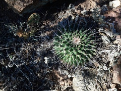 Mammillaria magnimamma