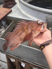 Sebastes caurinus
