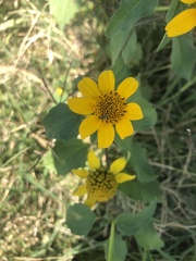 Heliopsis annua