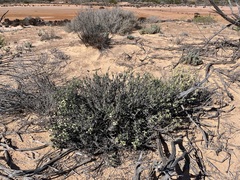 Scaevola collaris