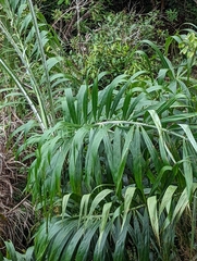 Calamus