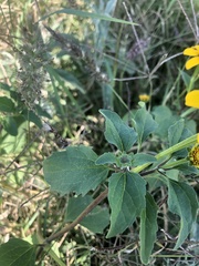 Heliopsis annua