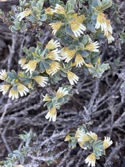 Scaevola collaris