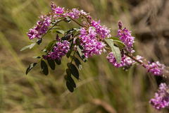 Indigofera australis
