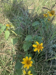 Heliopsis annua