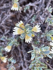Scaevola collaris