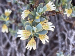 Scaevola collaris