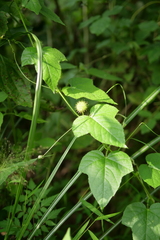 Passiflora vesicaria
