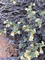 Scaevola collaris