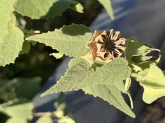Abutilon abutiloides