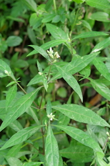Lepidagathis formosensis