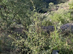 Abutilon abutiloides