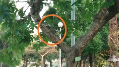 Callosciurus finlaysonii