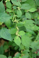 Boehmeria pilosiuscula