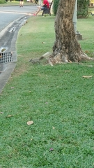 Callosciurus finlaysonii